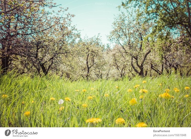 Streuobstwiese (Sonne) Natur Landschaft Pflanze Himmel Frühling Sommer Baum Blume Gras Blüte Grünpflanze Nutzpflanze Wildpflanze Garten Wiese natürlich blau