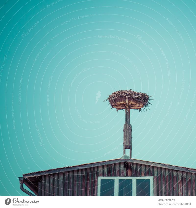 ausgeflogen Umwelt Natur Himmel Wolkenloser Himmel Frühling Haus Bauwerk Gebäude Mauer Wand Fassade Fenster Dach Dachrinne blau braun grau Nest Baustelle leer