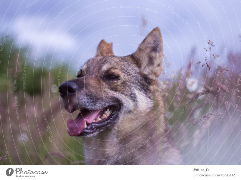 ein Hundehimmel Natur Landschaft Pflanze Tier Himmel Frühling Sommer Gras Wildpflanze Wiese Feld Haustier 1 Duft genießen schlafen träumen Treue ruhig Erholung