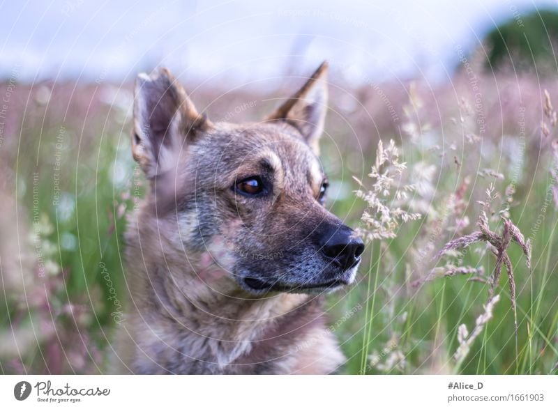 Der Wolfshund Natur Pflanze Tier Frühling Sommer Gras Blüte Wildpflanze Wiese Feld Haustier Hund Tiergesicht 1 genießen sitzen wild braun Tierliebe ruhig