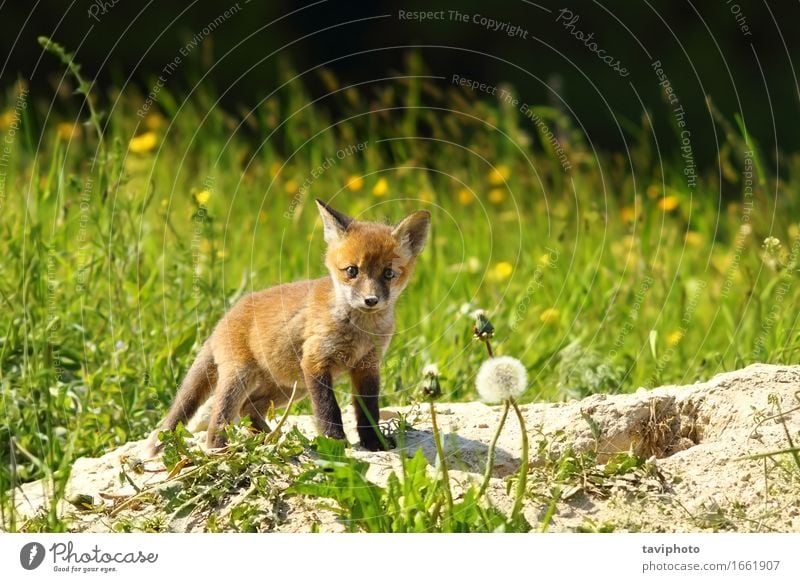 Nettes Rotfuchsjunges, das Kamera betrachtet schön Jagd Fotokamera Baby Natur Tier Gras Wald Pelzmantel Hund Tierjunges stehen klein niedlich wild rot