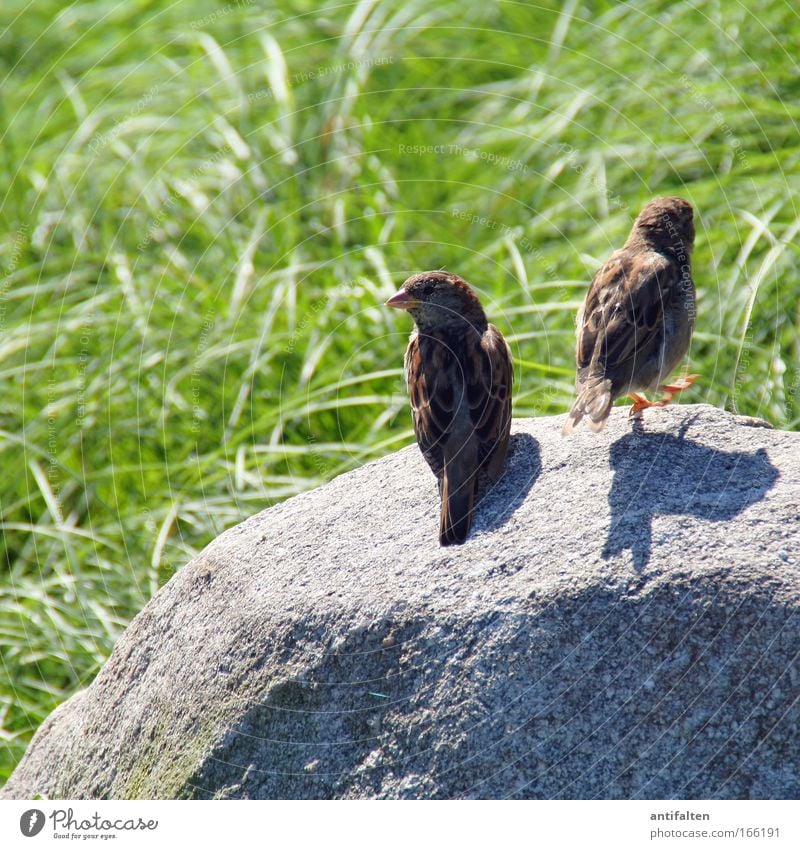 ...und tschüß! Natur Sommer Schönes Wetter Gras Wiese Stein Tier Vogel Flügel 2 Tierpaar beobachten Bewegung gehen sitzen braun Partnerschaft Idylle paarweise