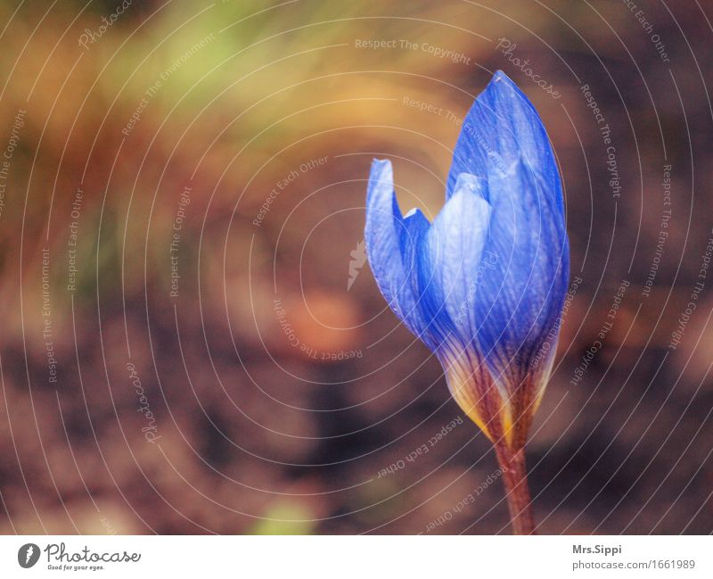 Öffnen Natur Pflanze Frühling Schönes Wetter Blume Blüte Erwartung Beginn Außenaufnahme Detailaufnahme abstrakt Textfreiraum links Textfreiraum oben