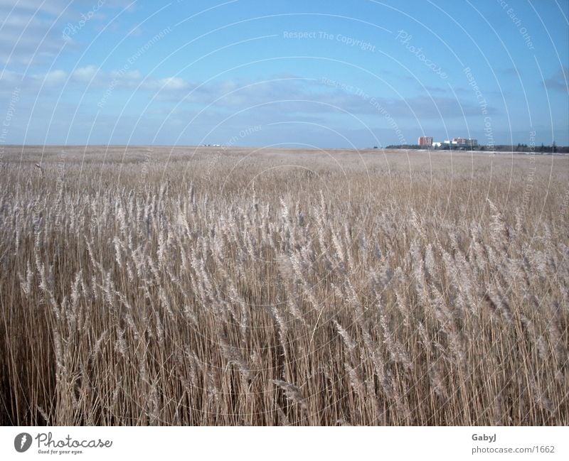 St-Peter-Ording Küste Winter Schilfrohr Schleswig-Holstein Himmel Wolkenformation blau Panorama (Aussicht) Europa Nordsee Ferne St. Peter-Ording sky sea