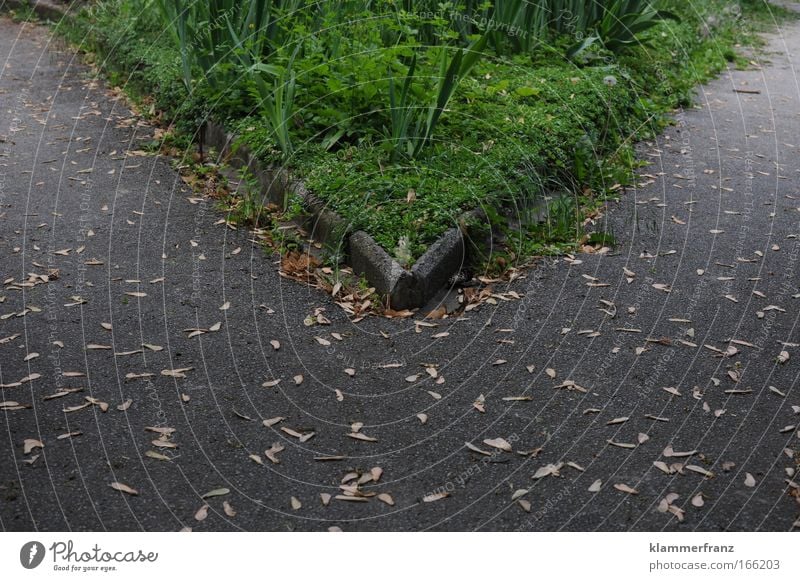 Entscheidung Außenaufnahme wandern Güterverkehr & Logistik Karriere Natur Gras Grünpflanze Garten Park Wiese Verkehrswege Fußgänger Straße Straßenkreuzung