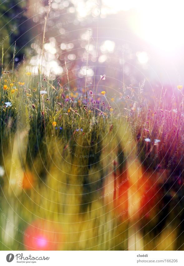 Sommerwiese Farbfoto mehrfarbig Außenaufnahme Menschenleer Textfreiraum oben Textfreiraum unten Abend Dämmerung Lichterscheinung Sonnenlicht Sonnenstrahlen