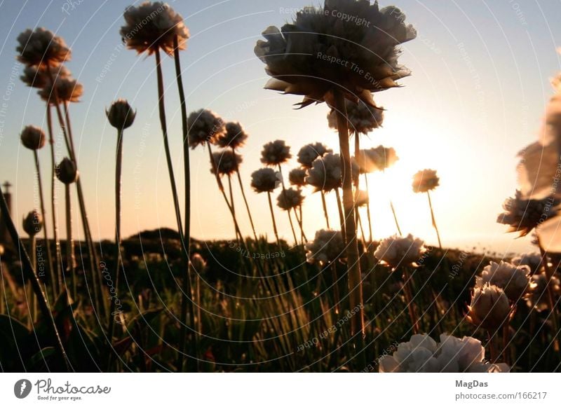 sunleave2 Farbfoto Außenaufnahme Abend Dämmerung Sonnenstrahlen Sonnenaufgang Sonnenuntergang Schwache Tiefenschärfe Weitwinkel Natur Landschaft Himmel