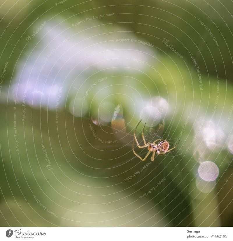 Seilacrobatic Natur Pflanze Tier Frühling Sommer Farn Blatt Blüte Wildpflanze Garten Park Wiese Wald Wildtier Spinne Tiergesicht 1 hängen Spinnennetz