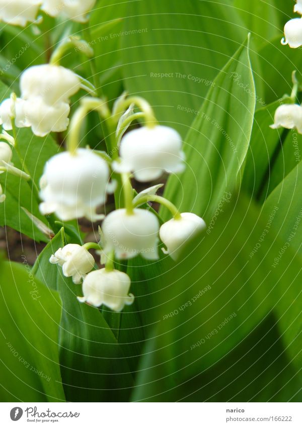 MAIglöckchen Farbfoto Außenaufnahme Nahaufnahme Makroaufnahme Tag Unschärfe Schwache Tiefenschärfe Zentralperspektive Natur Pflanze Erde Frühling Schönes Wetter