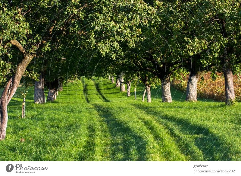 Grasbewachsener Weg durch sonnige Allee Straße Wege & Pfade Richtung Baum Natur Umwelt Landschaft Österreich Beginn Karriere vorwärts ländlich Spuren