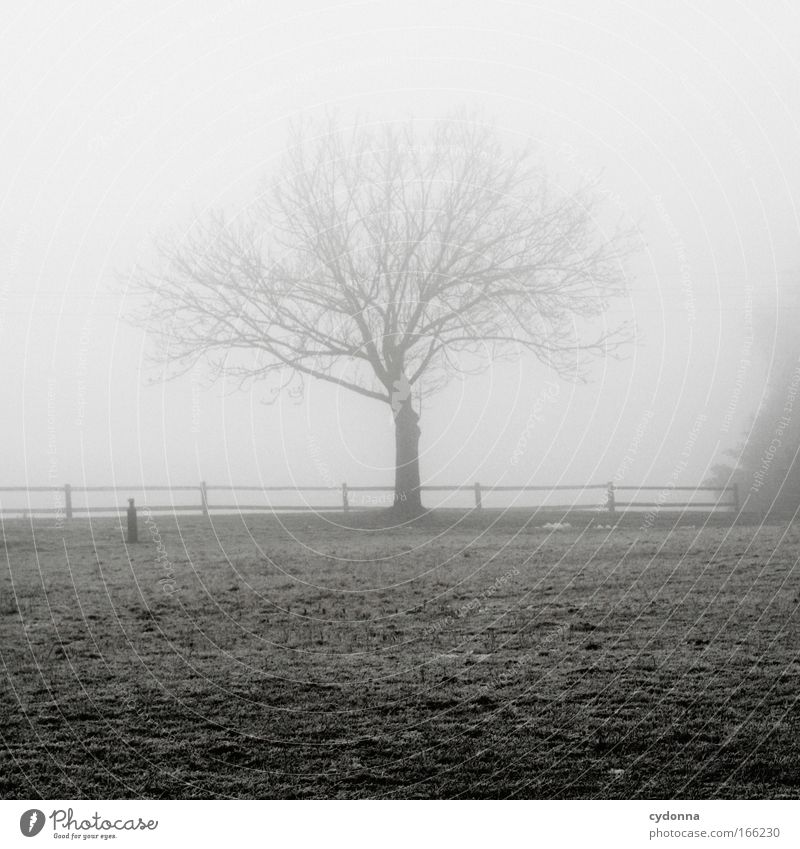 Sichtbar Farbfoto Außenaufnahme Menschenleer Textfreiraum unten Morgen Schatten Kontrast Schwache Tiefenschärfe Zentralperspektive Umwelt Natur Landschaft