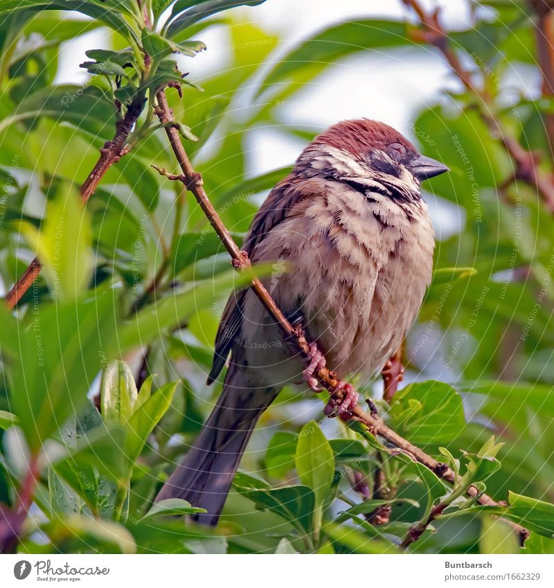 Tagträumer Natur Tier Pflanze Sträucher Grünpflanze Garten Wildtier Vogel Tiergesicht Spatz Sperlingsvögel Feldsperling Singvögel 1 Tierjunges Erholung schlafen