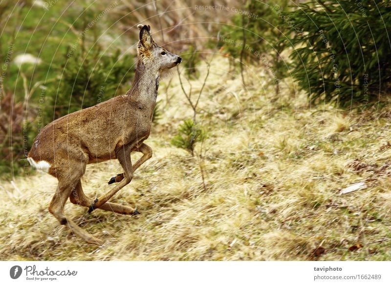 Rehe laufen schön Leben Spielen Jagd Natur Tier Gras Wald Pelzmantel rennen springen frei natürlich wild braun grün Rogen Hirsche Kapreolus Bock jung Wade