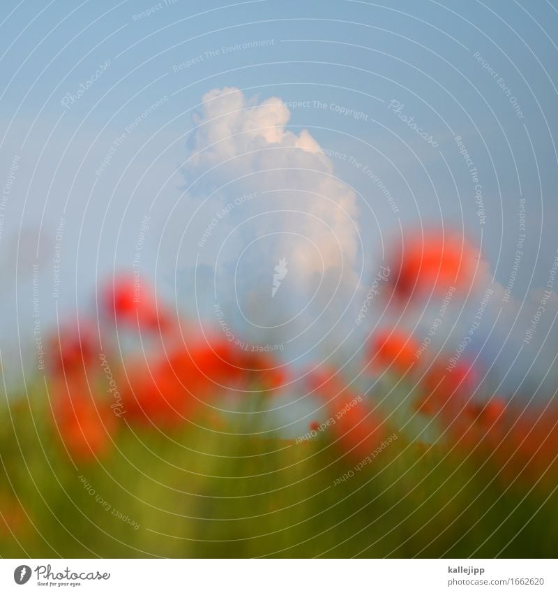 klatschmohn Umwelt Natur Landschaft Pflanze Tier Blume Wiese Feld nachhaltig Mohnblüte Mai Juni Sommer Gewitter Gewitterwolken Horizont Unwetter rot Wärme