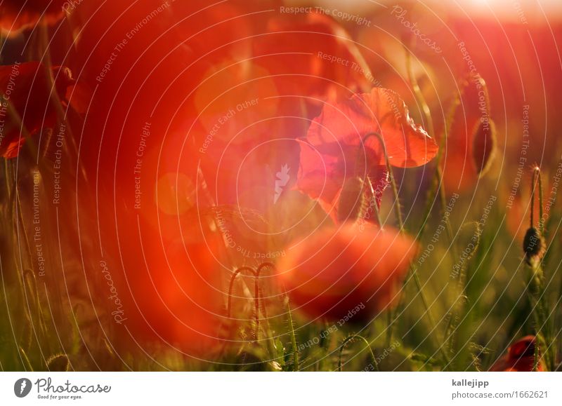 ja-mai Umwelt Natur Landschaft Pflanze Tier Gras Blatt Wiese Feld natürlich Mohn Mohnblüte Mohnfeld Mohnkapsel Mohnblatt rot Mai Sommer Wärme schön Farbfoto