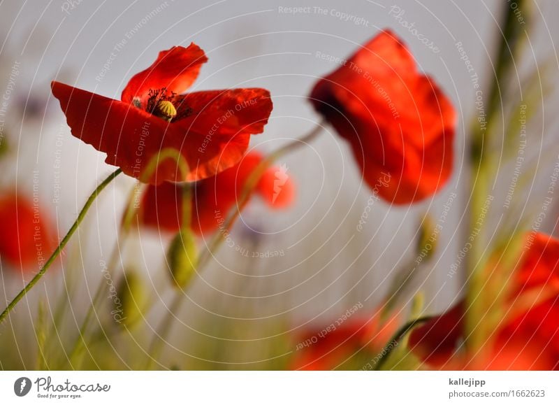 HKS-13 K Umwelt Natur Pflanze Tier Blume Wildpflanze Wiese Feld Blühend Mohn Mohnblüte Mohnfeld rot Sommer Mai Farbfoto Außenaufnahme Detailaufnahme Licht