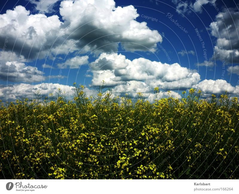 camenzind. peter. wandern Gartenarbeit Umwelt Natur Landschaft Himmel Wolken Sonnenlicht Frühling Sommer Schönes Wetter Wind Pflanze Sträucher Nutzpflanze Feld