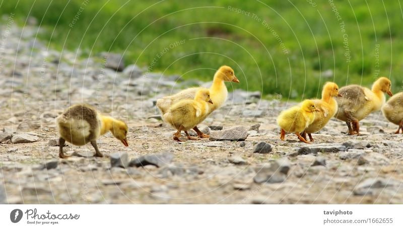 süße gelbe Gänschen schön Leben Baby Freundschaft Natur Landschaft Tier Frühling Gras Vogel klein lustig neu niedlich grün Hausgans Küken Gössel Bauernhof Gänse