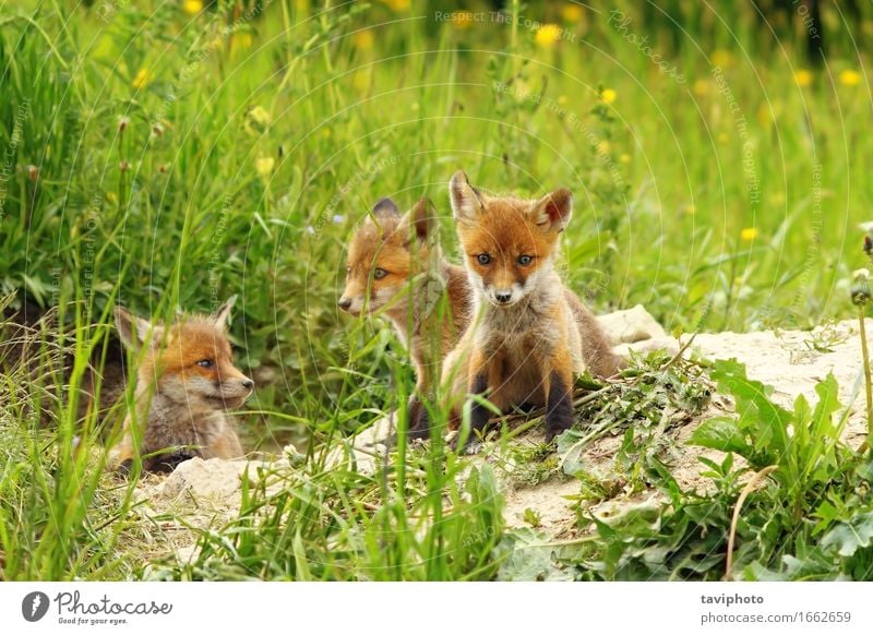 Fuchswelpen in der Nähe der Höhle schön Gesicht Baby Natur Tier Sand Gras Hund Tierjunges hören sitzen klein natürlich niedlich wild braun grün rot Einsamkeit