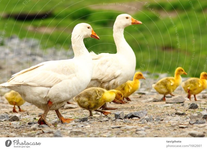 Gänse Familie Kindererziehung Baby Familie & Verwandtschaft Erwachsene Menschengruppe Natur Landschaft Tier Gras Wiese Vogel Zusammensein niedlich braun grün