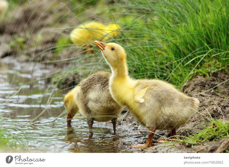 Gänschen in der Nähe eines Teiches trinken schön Baby Jugendliche Menschengruppe Umwelt Natur Tier Fluss Vogel beobachten Zusammensein klein niedlich gelb