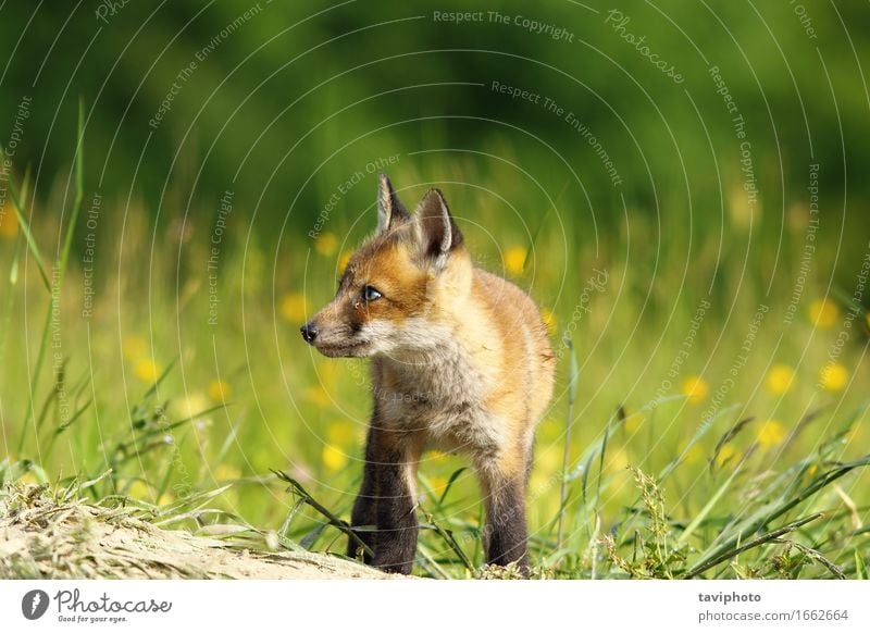 kleiner Fuchs Baby Gesicht Jagd Natur Tier Gras Pelzmantel Hund Tierjunges natürlich niedlich wild braun grün rot weiß Tierwelt Säugetier Raubtier Biest