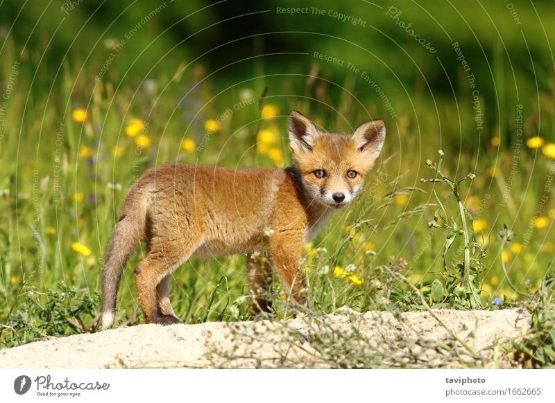 kleiner Fuchs nahe der Höhle Gesicht Baby Natur Tier Gras Wald Pelzmantel Hund Tierjunges natürlich Neugier niedlich wild braun grün rot Tierwelt Schamlippen