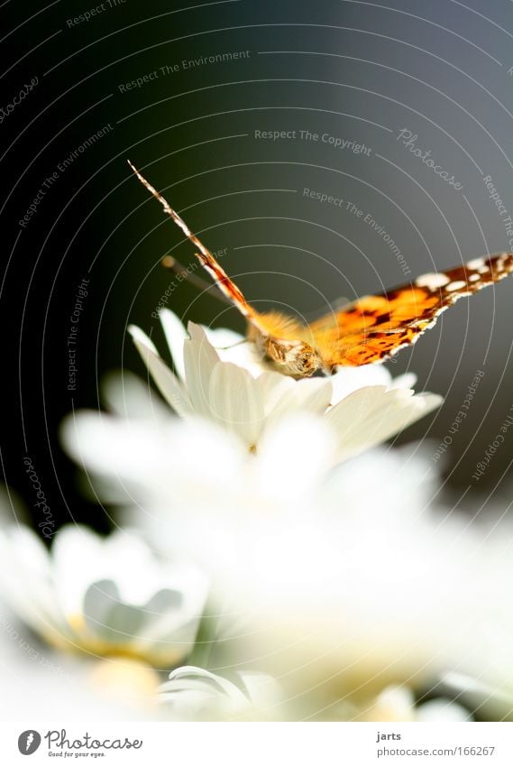 beauty Farbfoto mehrfarbig Außenaufnahme Nahaufnahme Menschenleer Textfreiraum oben Textfreiraum unten Tag Sonnenlicht Starke Tiefenschärfe Zentralperspektive