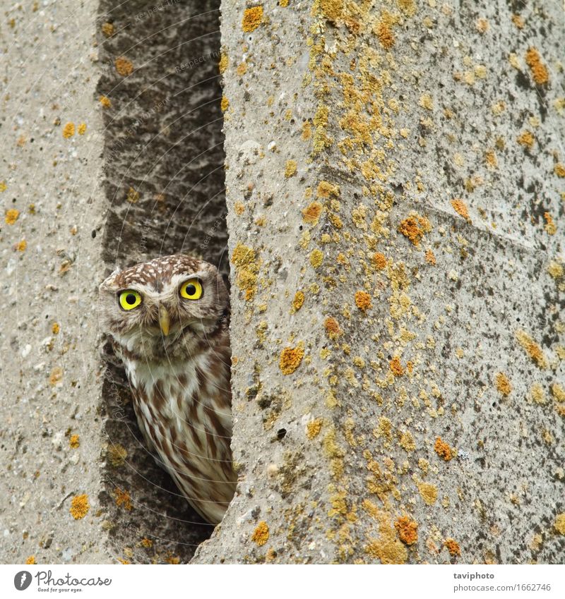 Steinkauz versteckt in Zementsäule schön Gesicht Natur Tier Vogel groß klein lustig Neugier niedlich wild braun geheimnisvoll athen Noctua Waldohreule Tierwelt