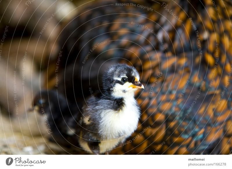 halbes Hähnchen Tier Haustier Nutztier Vogel Flügel Tiergruppe Tierpaar Tierjunges kuschlig klein Wärme weich braun Schutz Geborgenheit Warmherzigkeit