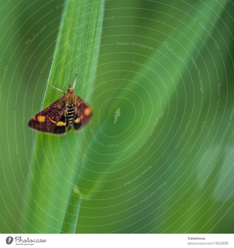 Kleines Mäuschen, ruhende Motte Natur Gras Halm Garten Tier Schmetterling Insekt 1 fliegen warten schön braun grün orange Zufriedenheit Erholung Umweltschutz