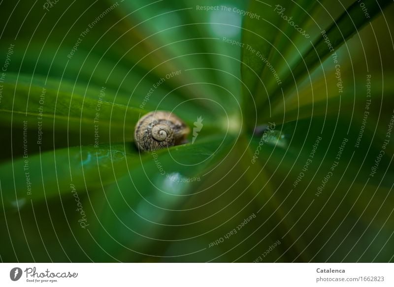 Schnecke auf Lupine Natur Pflanze Tier Wassertropfen Sommer schlechtes Wetter Blatt Lupinenblatt Garten Schneckenhaus 1 ästhetisch glänzend nass braun gelb grün