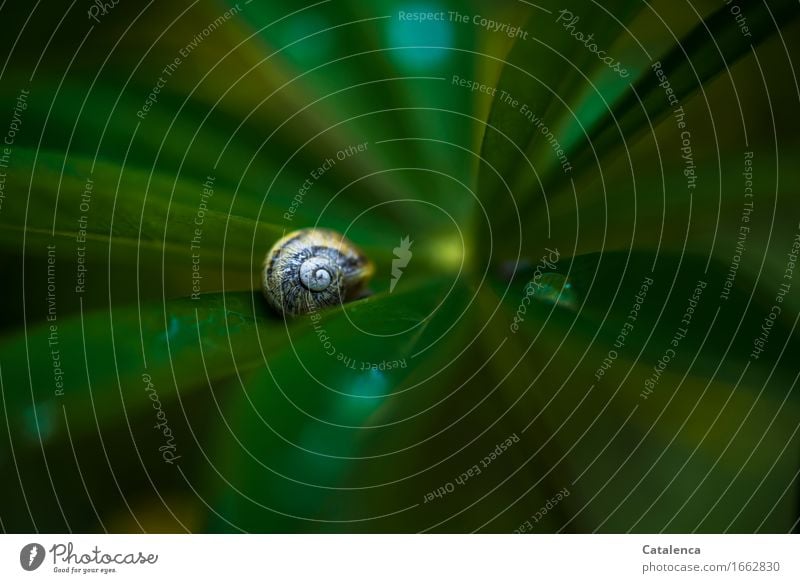 Schneckenhaus auf Lupinenblatt mit Wassertropfen Pflanze Tier Blume Blatt Garten Wildtier 1 Häusliches Leben ästhetisch nass braun gelb grün türkis Stimmung