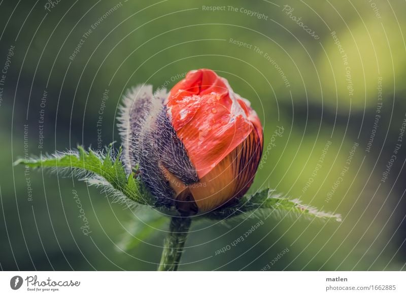 unfolding Pflanze Wassertropfen Frühling Blühend frisch nass grün rot Mohn entfalten aufbrechen Blüte Blattgrün Farbfoto Außenaufnahme Nahaufnahme Menschenleer