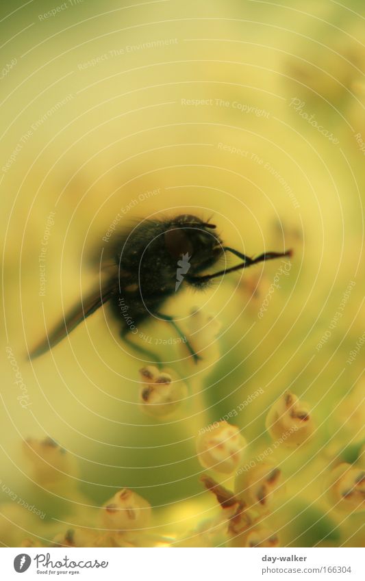 Die Fliege die ne Biene sein wollte Farbfoto mehrfarbig Außenaufnahme Tag Schatten Kontrast Starke Tiefenschärfe Natur Pflanze Frühling Blume Blüte Tier gelb