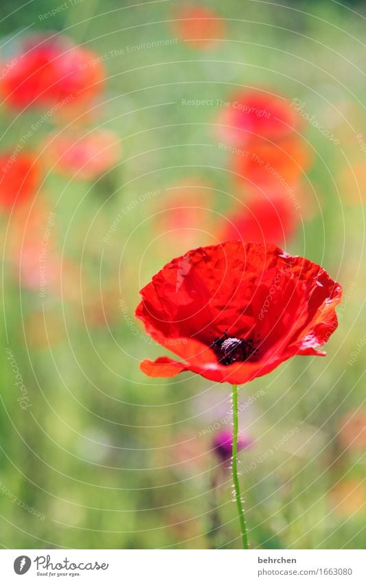 mo(h)ntag, mal wieder... Natur Pflanze Frühling Sommer Blume Gras Blatt Blüte Wildpflanze Mohn Garten Park Wiese Feld Blühend Duft verblüht Wachstum schön rot