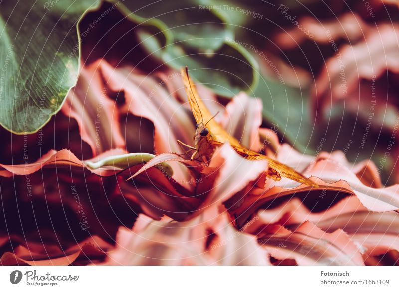 Schmetterling Natur Pflanze Urwald 1 Tier Auge Rüssel sitzen Fühler Farbfoto mehrfarbig Nahaufnahme Tag Schwache Tiefenschärfe Vorderansicht Blick in die Kamera