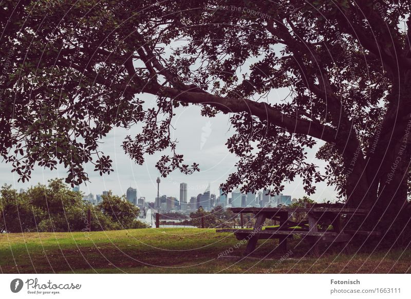 Picnic mit Blick auf Sydney Picknick Tourismus Ausflug Städtereise Camping Sommer Natur Landschaft Baum Park Australien Australien + Ozeanien Skyline