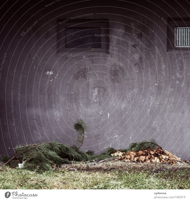 Ansammlung Farbfoto Außenaufnahme Nahaufnahme Detailaufnahme Textfreiraum oben Textfreiraum Mitte Tag Schatten Kontrast Totale Wohnung Natur Pflanze Haus Mauer