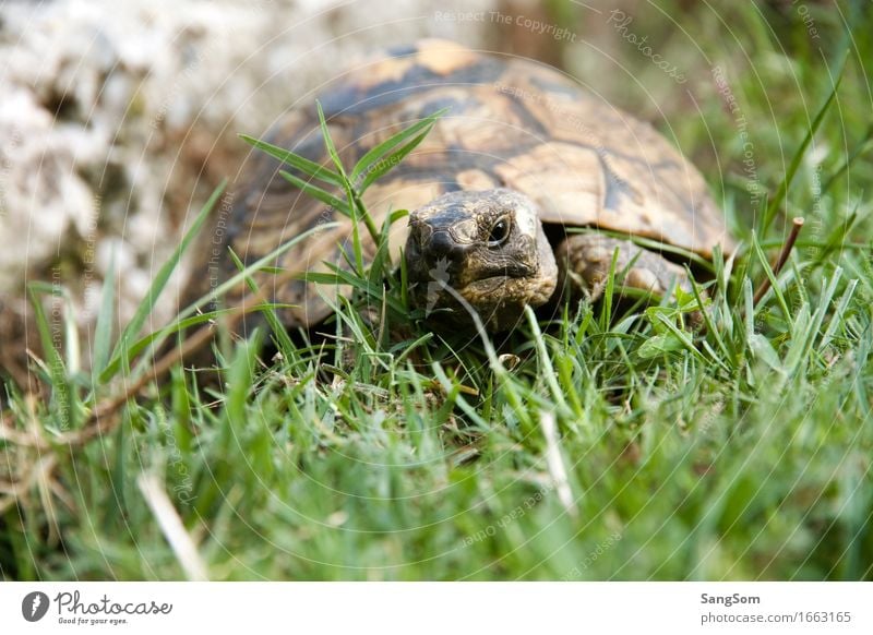 Schildi unterwegs Natur Erde Sommer Schönes Wetter Gras Garten Wiese Tier Haustier Tiergesicht Schildkröte Schildkrötenpanzer 1 alt braun grau grün schwarz weiß