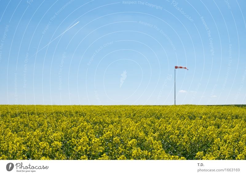 Windbeutel Natur Landschaft Luft Himmel Wolkenloser Himmel Frühling Sommer Schönes Wetter Nutzpflanze Raps Feld Flugzeug Kondensstreifen Windsack beobachten