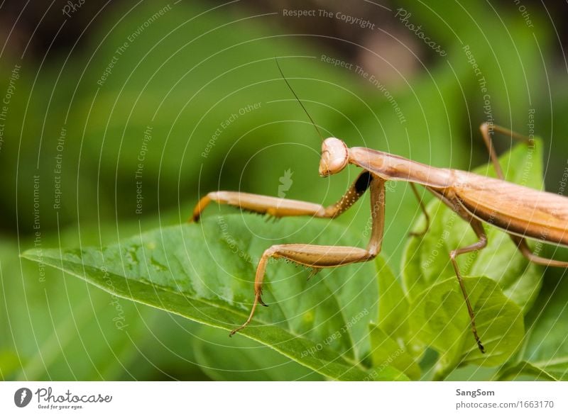 Gottesanbeterin Ferien & Urlaub & Reisen Sommer Umwelt Tier Frühling Pflanze Sträucher Blatt Grünpflanze Garten Nutztier Wildtier Tiergesicht 1 gehen ästhetisch