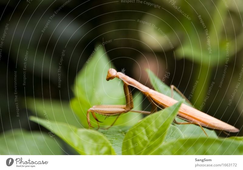 Gottesanbeterin III Ferien & Urlaub & Reisen Natur Tier Frühling Sommer Schönes Wetter Pflanze Blatt Grünpflanze Garten Park Wildtier 1 beobachten hocken