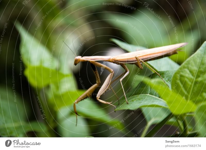 Gottesanbeterin I Ferien & Urlaub & Reisen Freiheit Sommer Umwelt Natur Frühling Pflanze Sträucher Blatt Grünpflanze Garten Tier Nutztier Wildtier 1 Bewegung