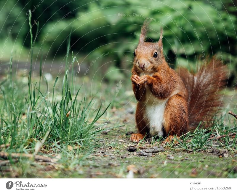 Sitzstreik! Umwelt Natur Pflanze Tier Gras Sträucher Garten Park Wald Wildtier Eichhörnchen 1 sitzen kuschlig klein natürlich niedlich Farbfoto Außenaufnahme