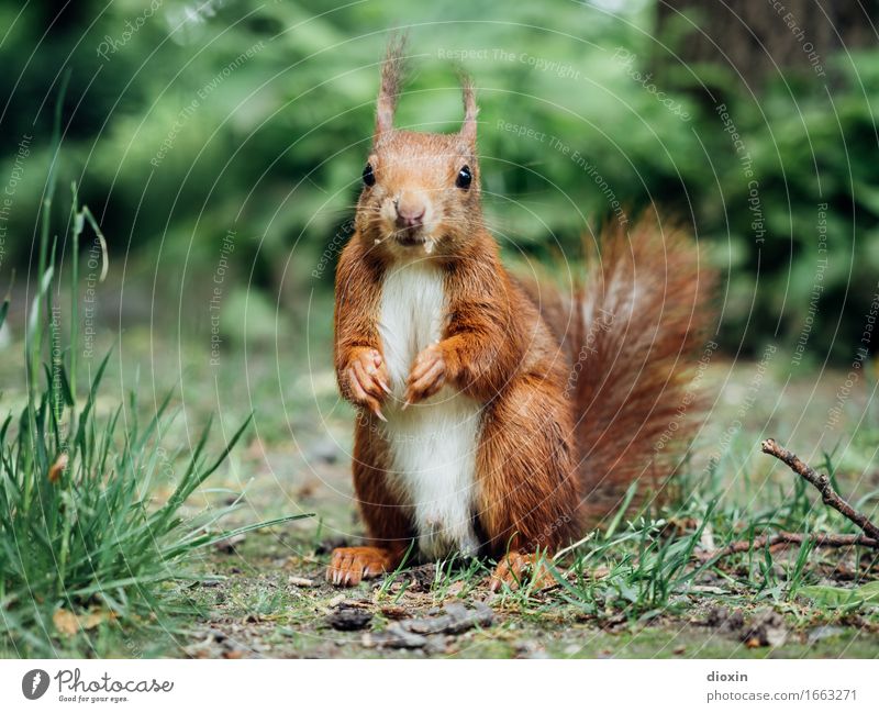 Süß | ist doch mein zweiter Vorname! Umwelt Natur Pflanze Tier Gras Garten Park Wald Wildtier Eichhörnchen Nagetiere 1 kuschlig klein niedlich Farbfoto