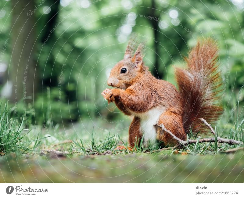 Sitzstreik! Umwelt Natur Pflanze Tier Baum Gras Park Wald Wildtier Eichhörnchen Nagetiere 1 sitzen kuschlig klein natürlich Neugier niedlich Farbfoto