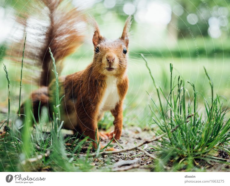 Hab' 8! Park Tier Wildtier Eichhörnchen 1 kuschlig klein natürlich Neugier niedlich Interesse Natur Farbfoto Außenaufnahme Nahaufnahme Menschenleer