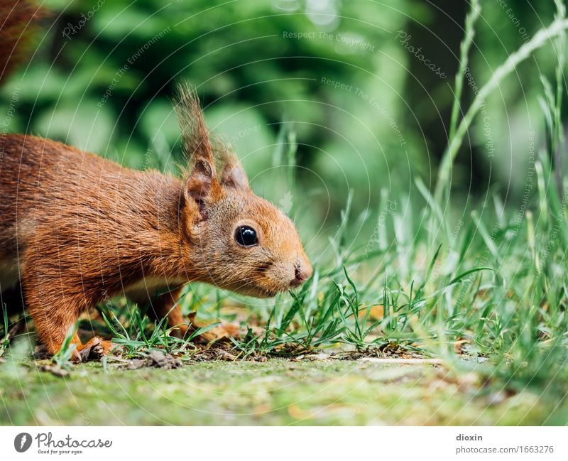 Mariechen Umwelt Natur Tier Gras Garten Park Wald Wildtier Eichhörnchen 1 kuschlig klein Neugier niedlich Geruch Farbfoto Außenaufnahme Menschenleer