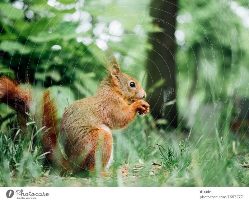 happy birthday, zabalotta! Umwelt Natur Tier Garten Park Wiese Wildtier Eichhörnchen Nagetiere 1 hocken sitzen kuschlig klein natürlich Farbfoto Außenaufnahme